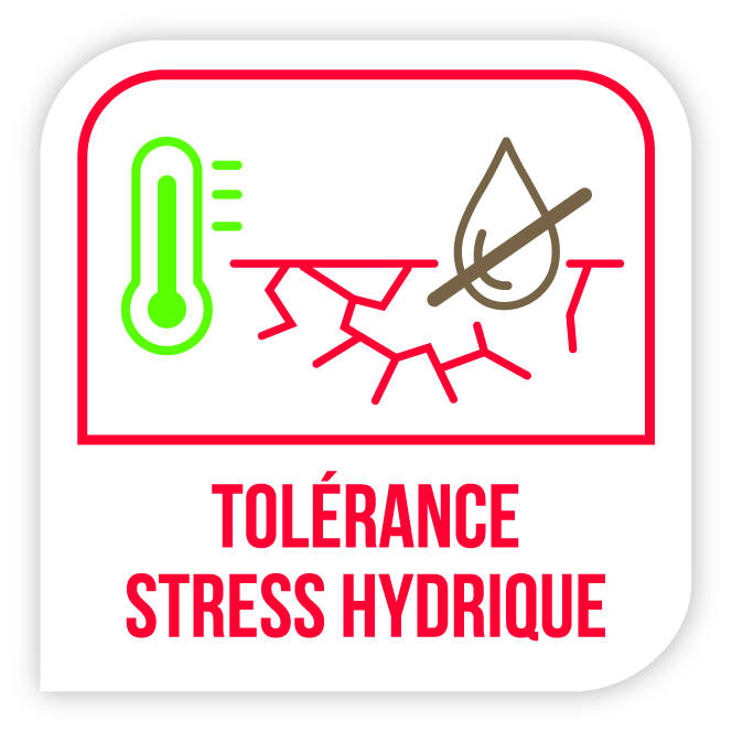 Visuel Tolérance stress hydrique